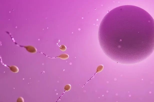 Microscopic View Of Ovum And Sperm Cells In Fertilization Process.