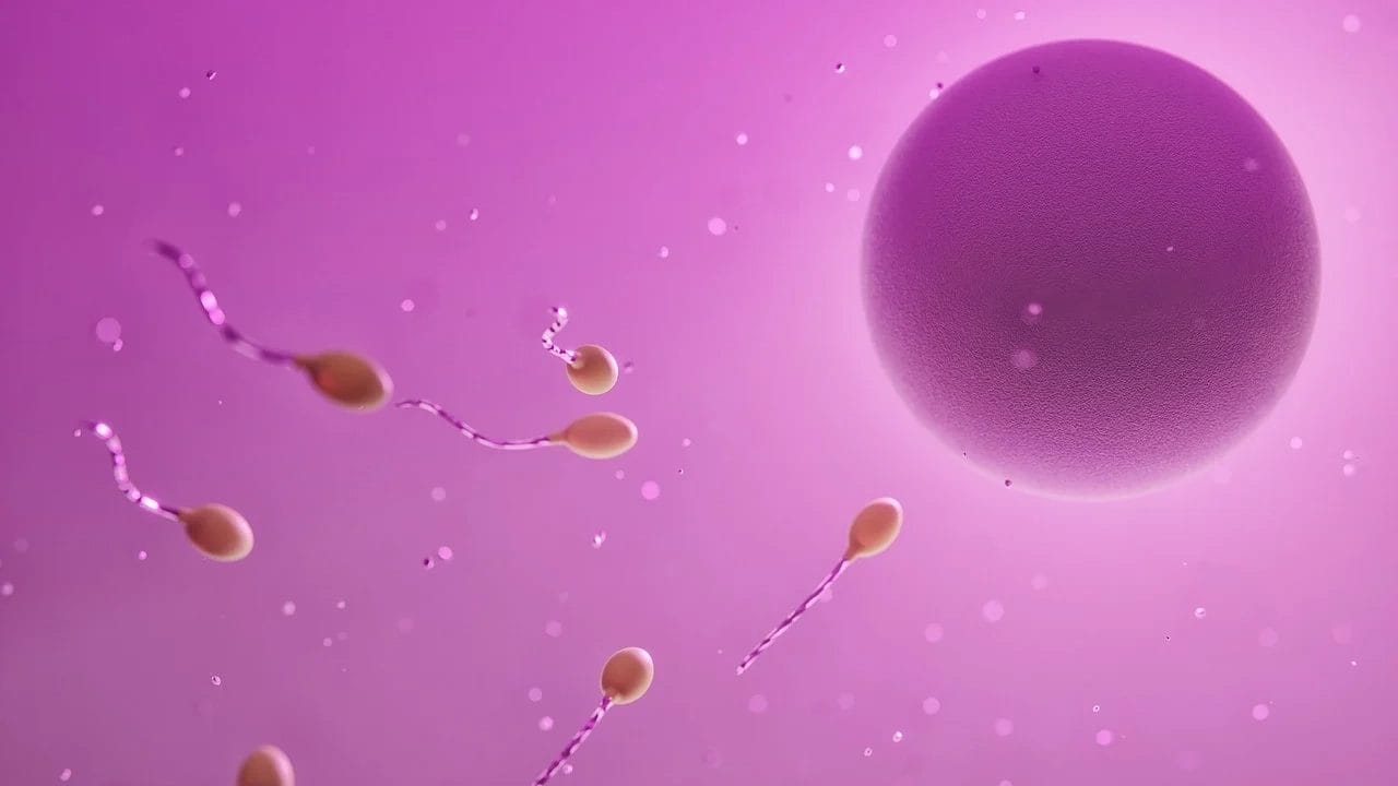 Microscopic View Of Ovum And Sperm Cells In Fertilization Process.