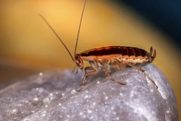 Close-Up Image Of A Cockroach On A Stone Surface.