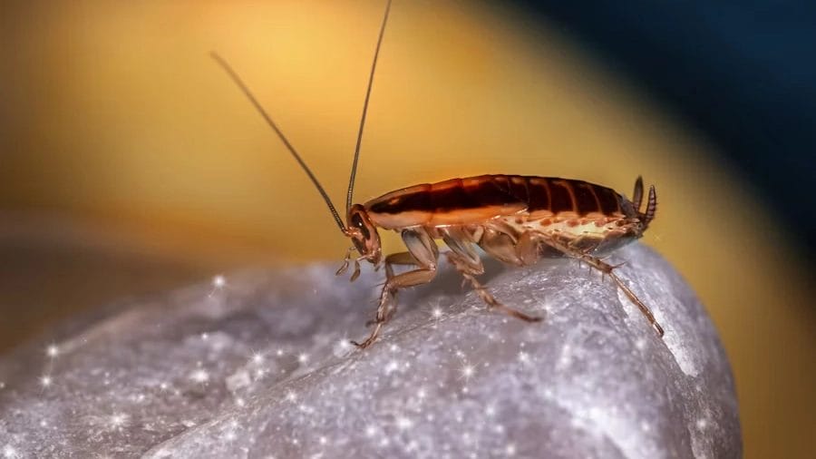 Close-Up Image Of A Cockroach On A Stone Surface.