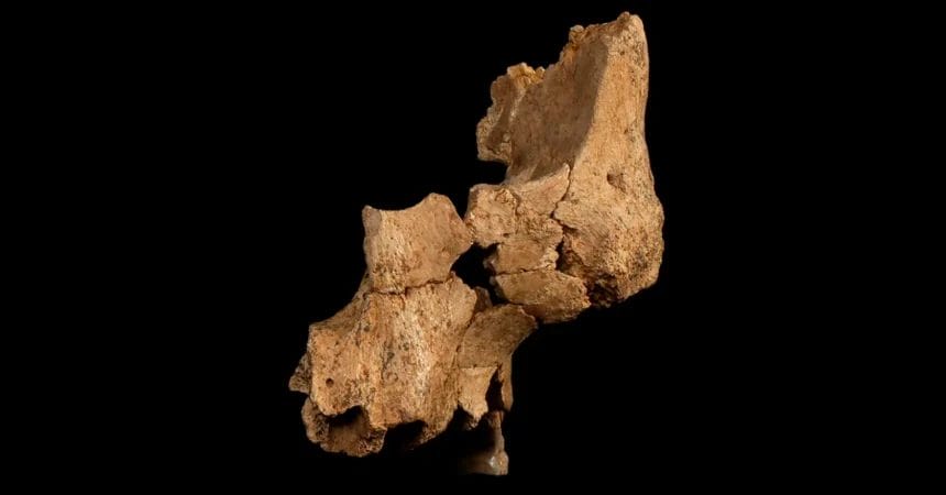 Fossilized Face Of Ancient Human Found In Spain'S Sima Del Elefante Cave.