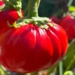 Large African Eggplant Fruits Resulting From Genetic Modifications.