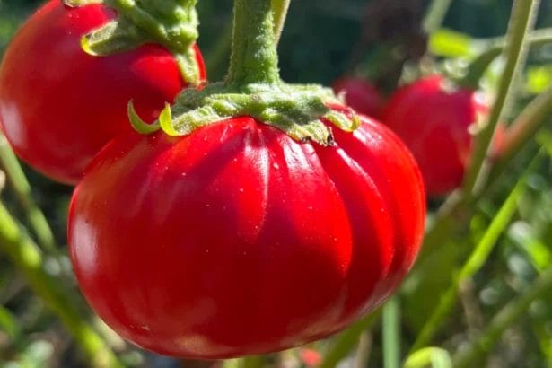 Large African Eggplant Fruits Resulting From Genetic Modifications.