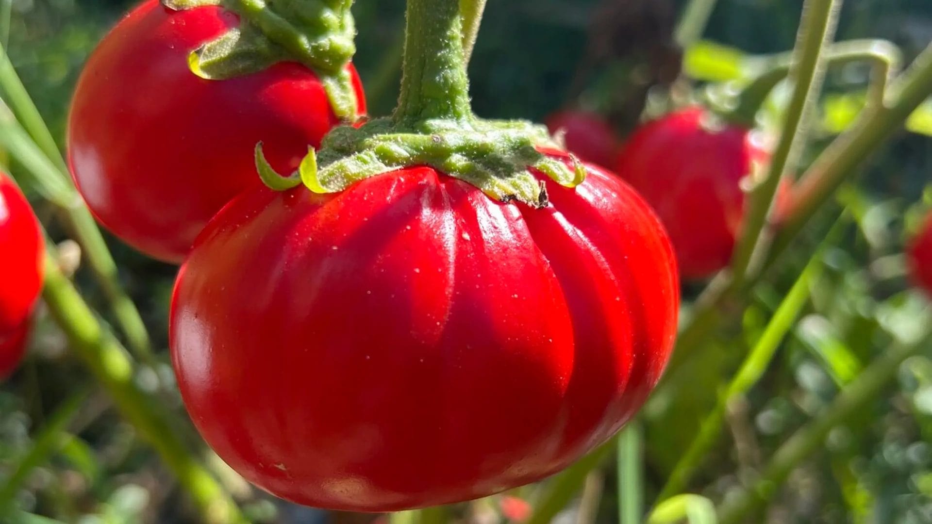 Large African Eggplant Fruits Resulting From Genetic Modifications.