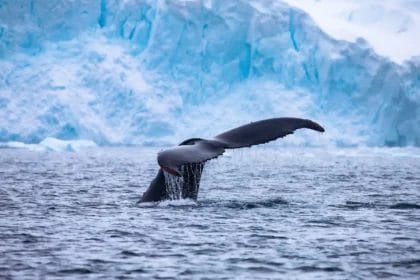 Blue Whale Swimming In Icy Waters Near A Glacier