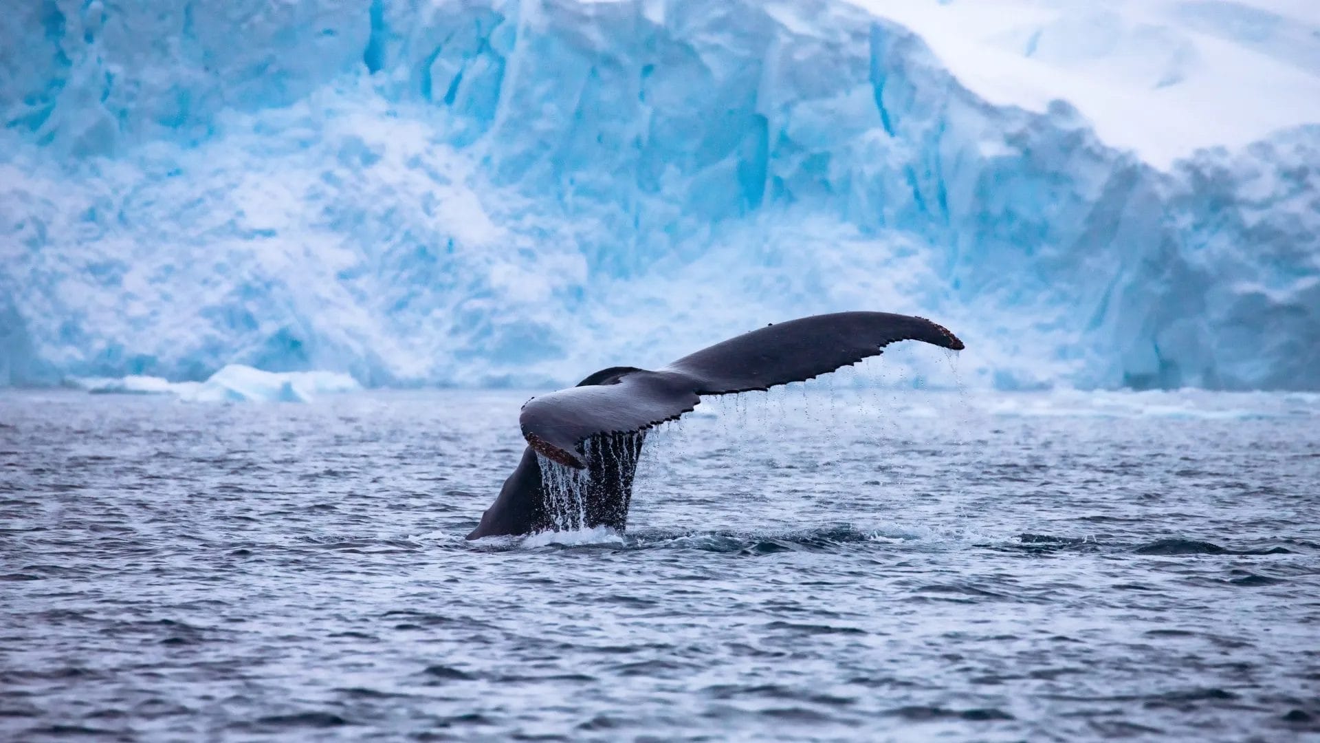 Blue Whale Swimming In Icy Waters Near A Glacier